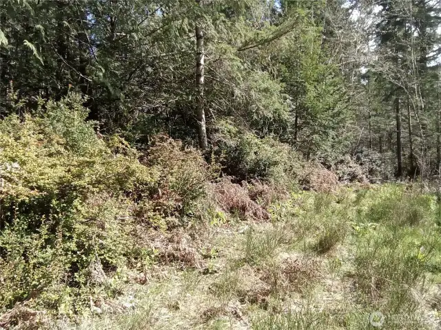 Cleared access area (off Frontier Rd) for easy access to view property