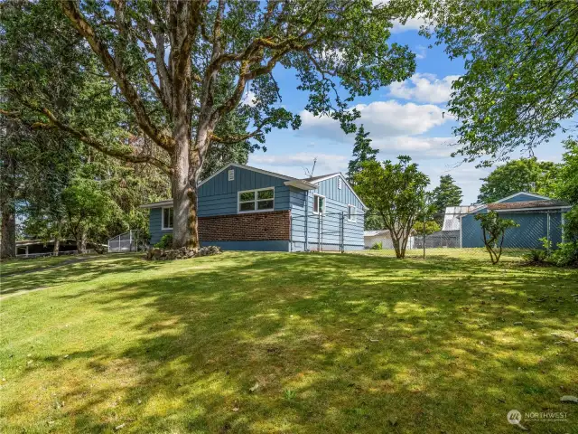 Large front yard with a beautiful Garry Oak - the only native oak tree species in Washington state