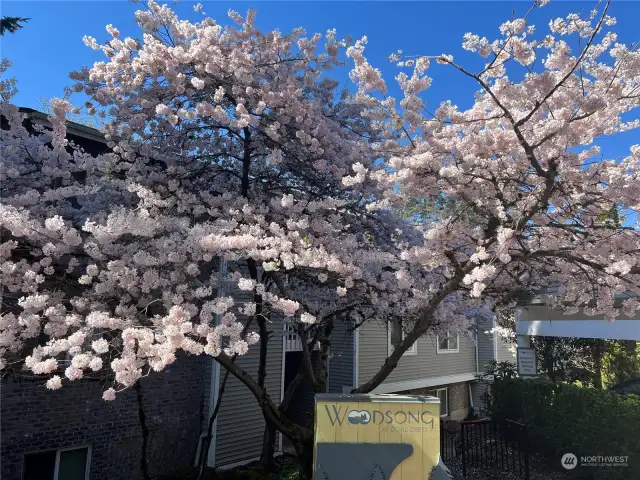 Homeowner photo from spring when cherry tree is in bloom