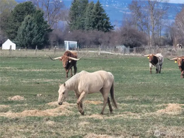Longhorn and Quarter Horse