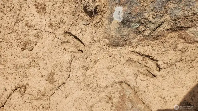Deer tracks on the upper lot!!