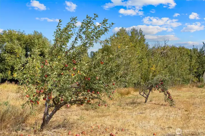 There are 3 apple and one pear trees near the east pasture