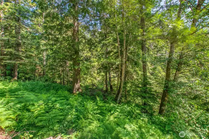Lush vegetation surround this 1.1 acres