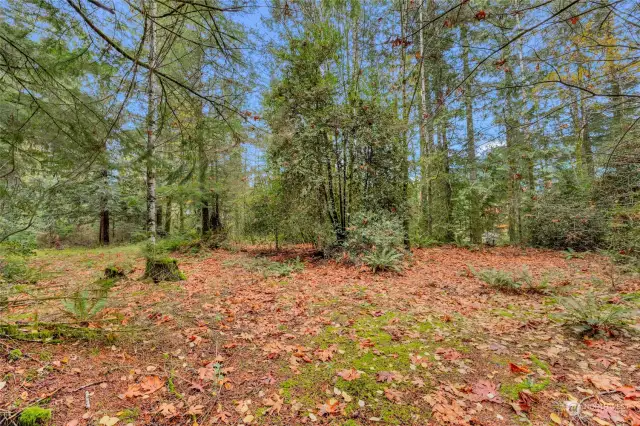 Interior of property, partially cleared yet plenty of treed privacy