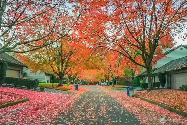 Beautiful fall in the community