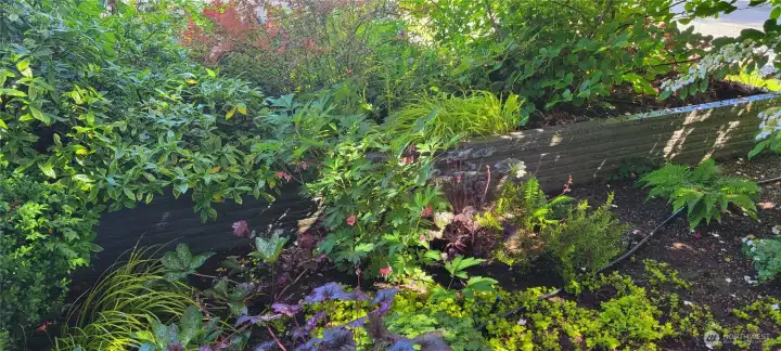 Little flowers everywhere means lots of bees and little birds.