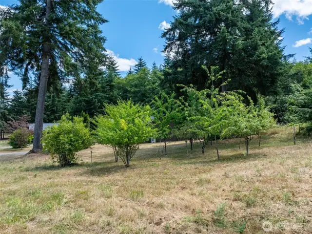 Fruit Trees