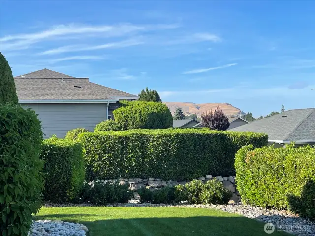 Open Back yard