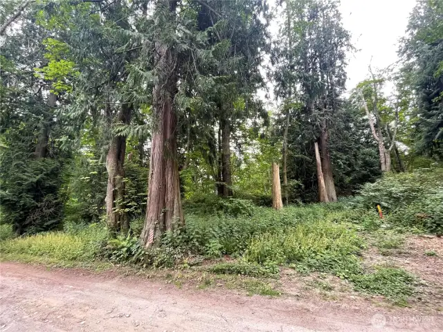 F-52 Saratoga Dr, Buildable level lot with beautiful mature trees, ready for a new home.