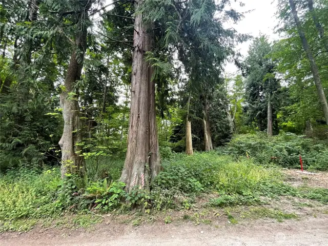 F-52 Saratoga Dr, Buildable level lot with beautiful mature trees, ready for a new home.