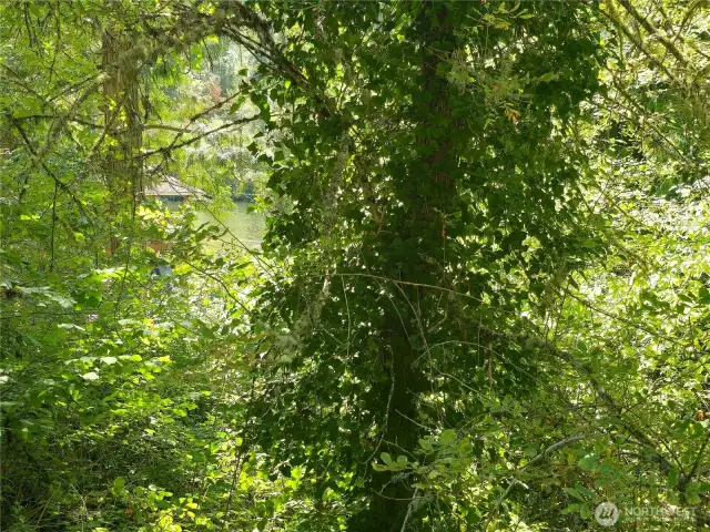 Due to our summer vegetation it is difficult to get a good shot of the lake, but if you look closely you can see the lake through the trees.