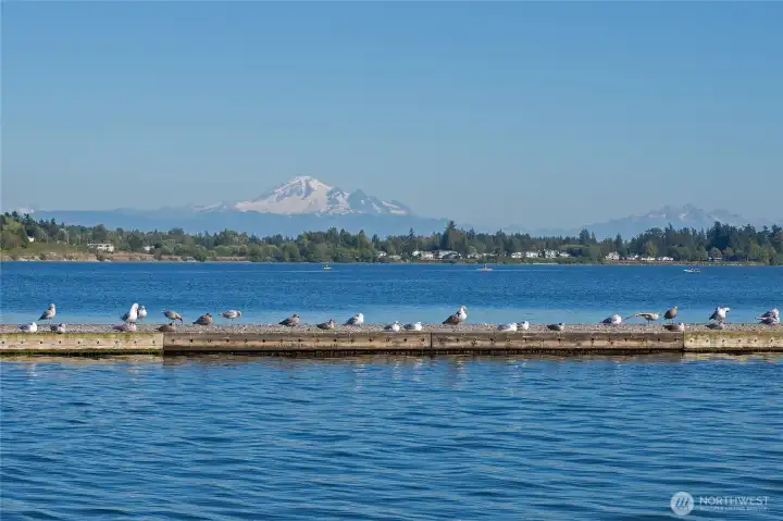 Mt Baker vistas