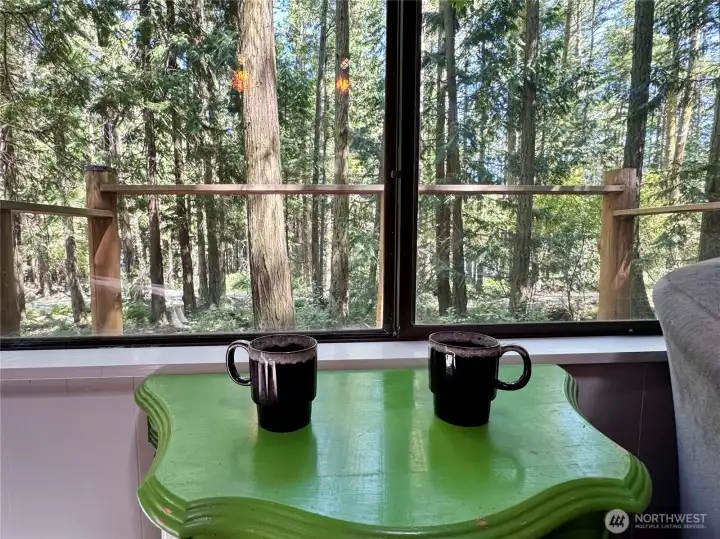 Beautiful evergreen trees out every window