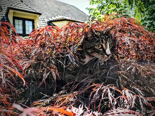 You've heard of Cat n' Nine Tails. This is Cat n' Maple Tree. You might see him or his brother out on their lead for some outdoor frolic.