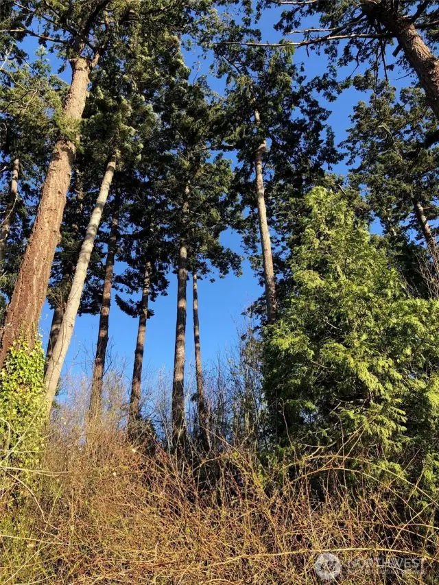 Spectacular western views with sunsets, Terrell Creek bordering property, central location to public beaches, Birch Bay State Park, boating, plus water activities including kayaking with creek to bay access.