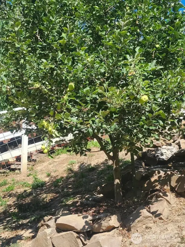 Apple trees