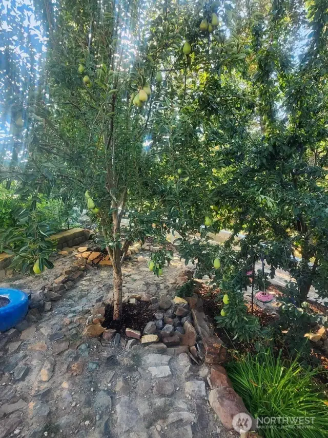 Pear Trees