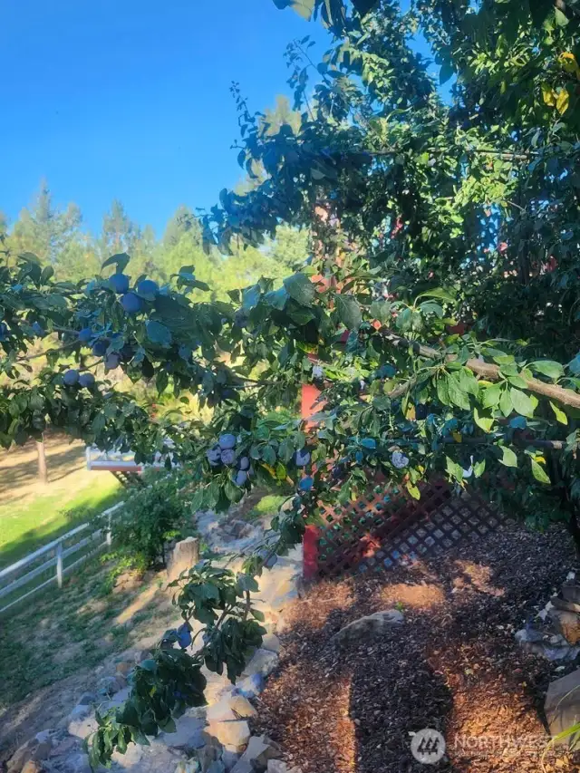 Plum Trees