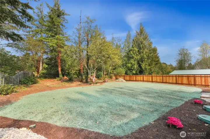Big Evergreens look Awesome