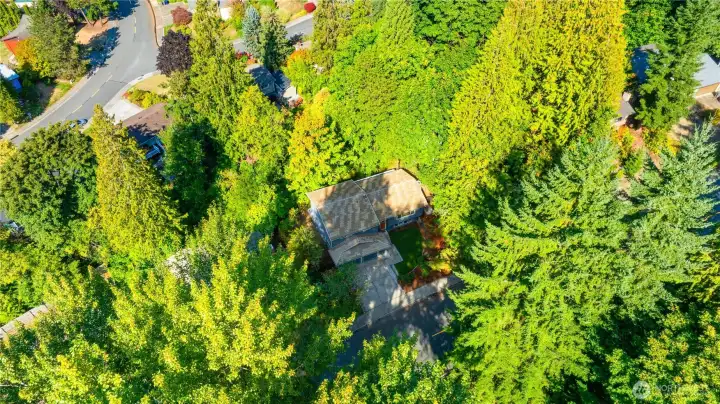 There is lush greenery all around you.