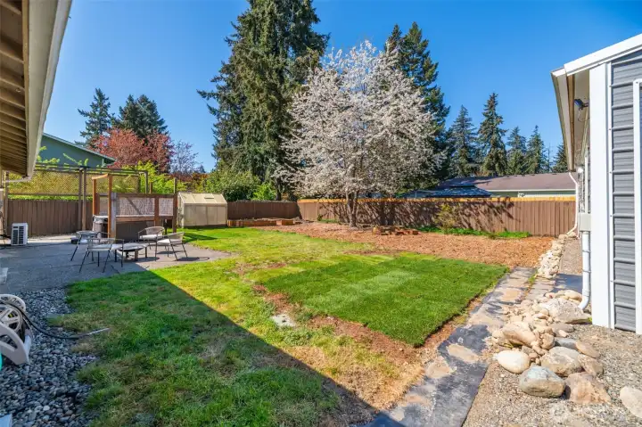 New sod where needed