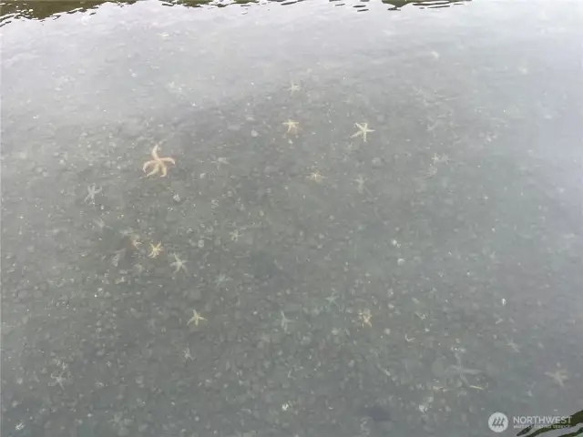 More wildlife, lots of starfish