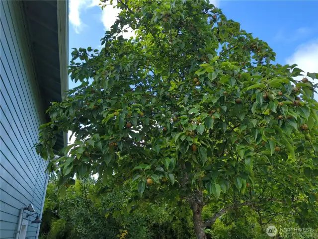 The Asian Pear tree carries quite the load of fruit!