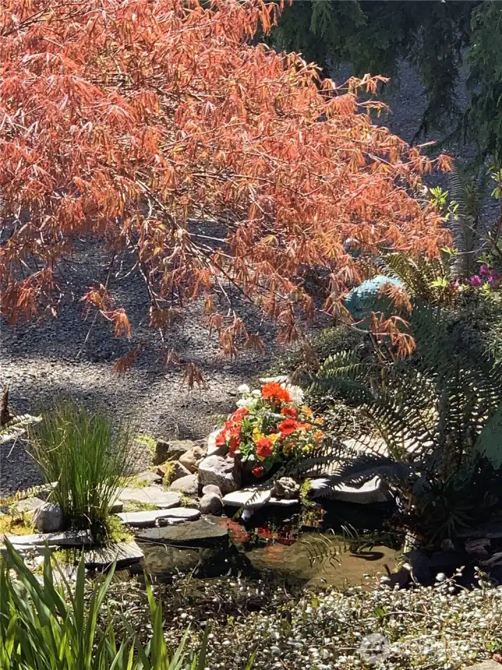 Closer look at the bottom pond of the waterfall. Another place to have morning coffee.