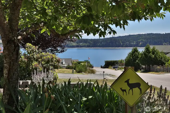 View from the front yard