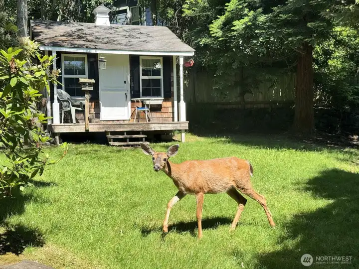 Deer and Bird activity