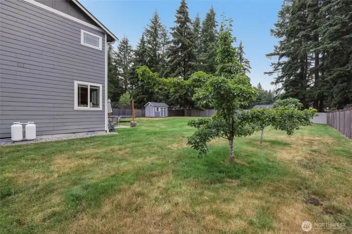 Mini orchard offers mature, bearing fruit trees--Asian pears, honeycrisp apples, and figs! Mini orchard offers mature, bearing fruit trees--Asian pears, honeycrisp apples, and figs!