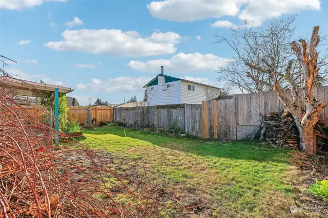 Backyard from grape vines