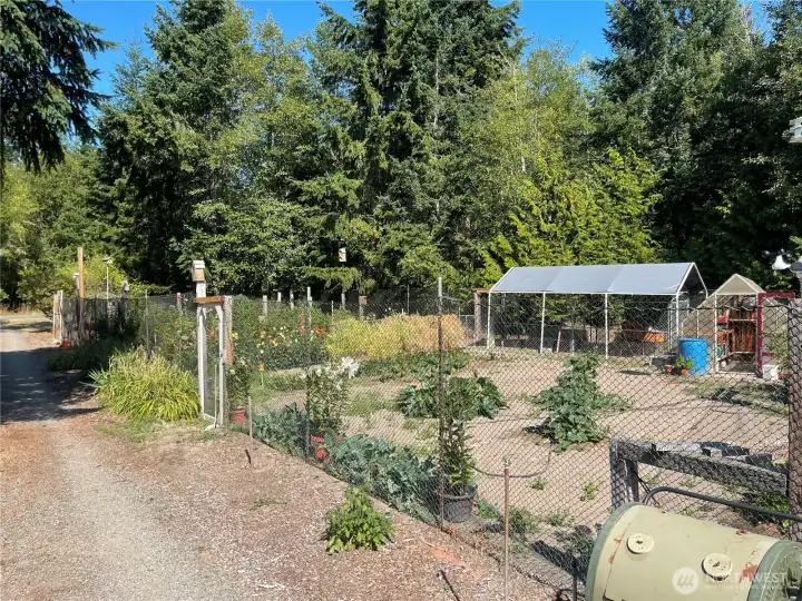 Huuuge fenced garden with chicken shed and full greenhouse.