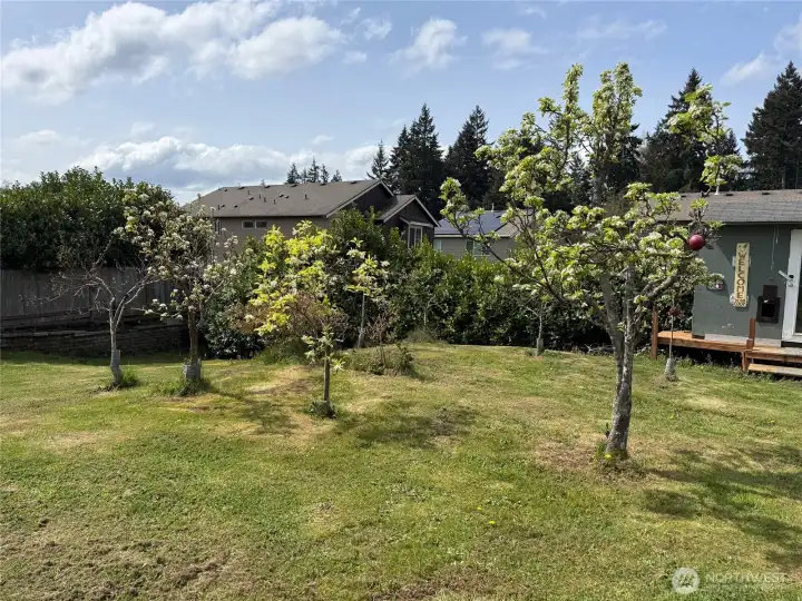 Fruit trees- Peaches and Apples and Pears and Blueberry bushes