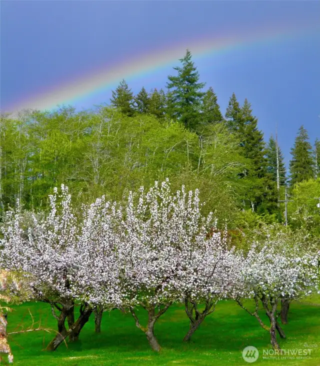 Rainbows Often!