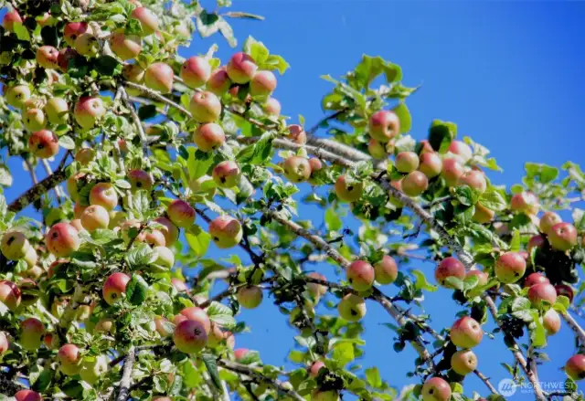 Fall fruit - all organic!