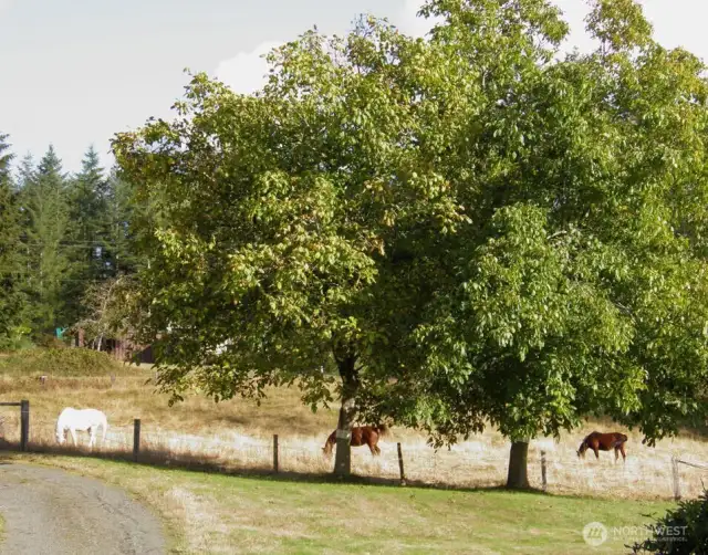 More fruit trees: apples, plums, pears, walnuts!