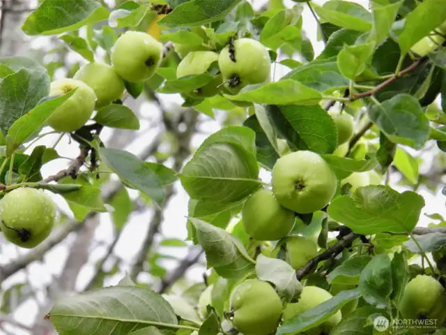 More organic apples!