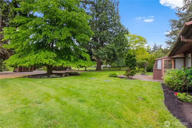 Mature trees