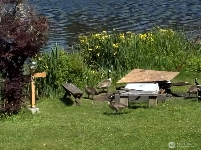 Some locals loitering down by the water!