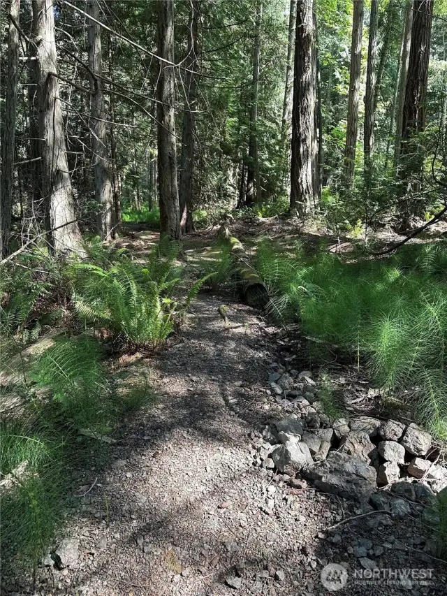 Beautiful UW trail.
