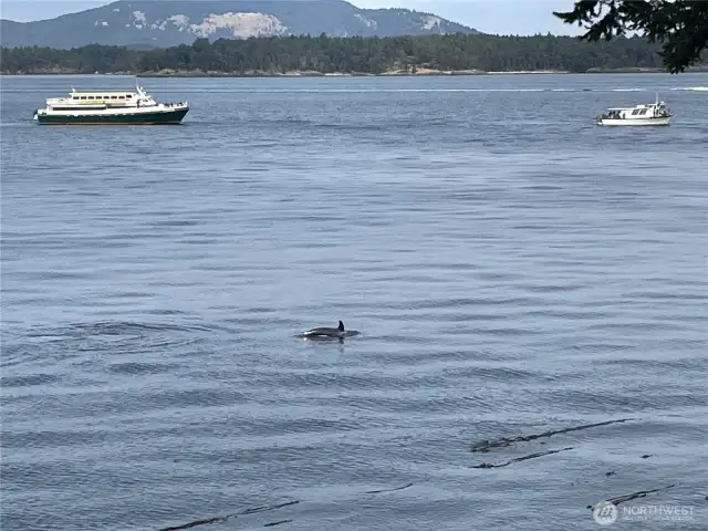 whale watching from the deck