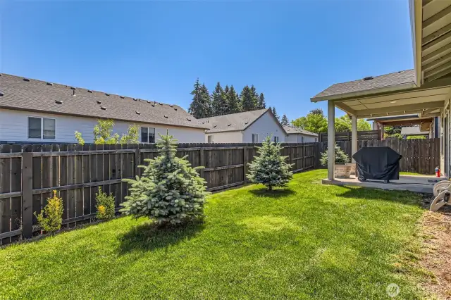 Backyard.