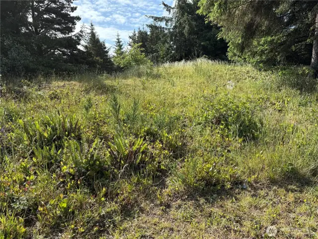 Lightly treed lot.