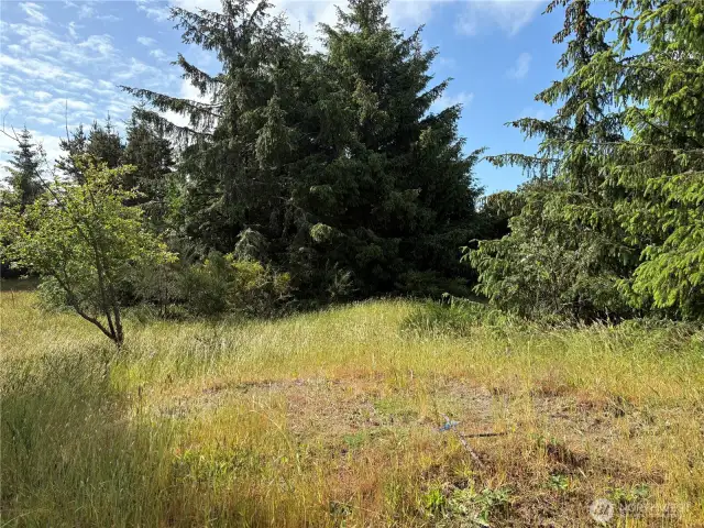 Lightly treed lot backs up to a greenbelt