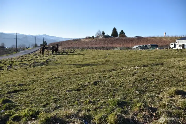 West view from top of pasture. Pasture slopes down towards 10th St SE.