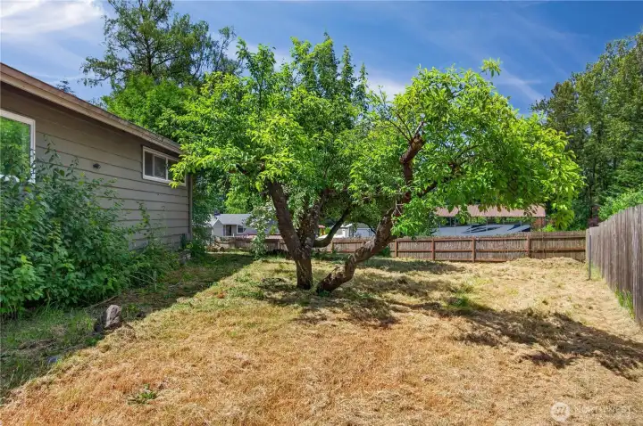 Side yard