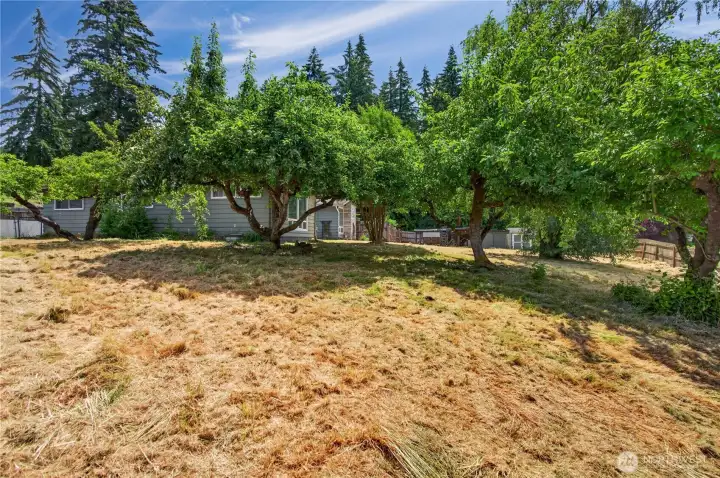 Side yard