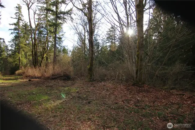 There's alot of forest here