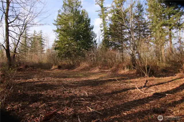 Cleared building area, looking north